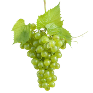 GRAPE GREEN
