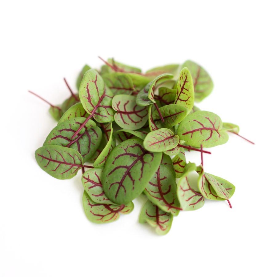 5f92d6e75c6e825e48002d70_WZS8evdTAORltTWfP7Pt_red-veined-sorrel