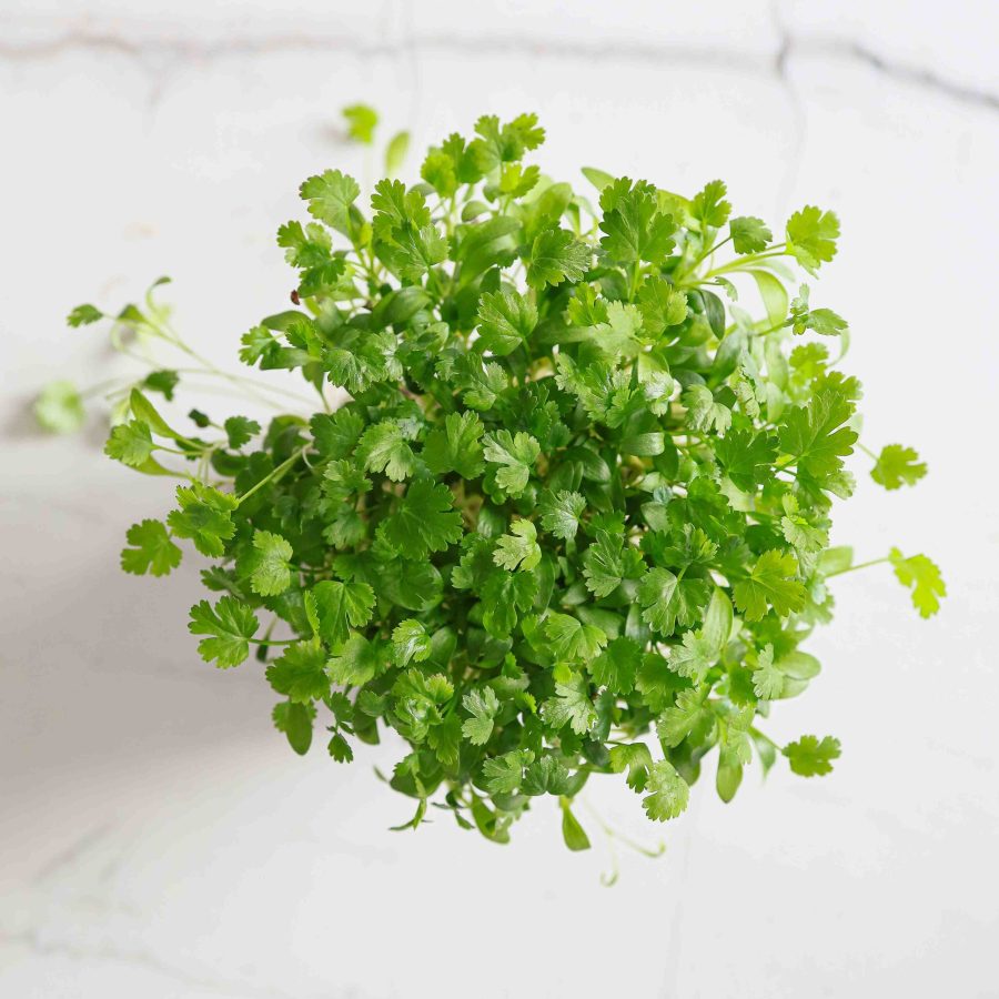 Cilantro-Microgreens-Organic