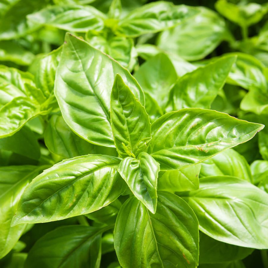 basil-iStock_84310823_XXXLARGE