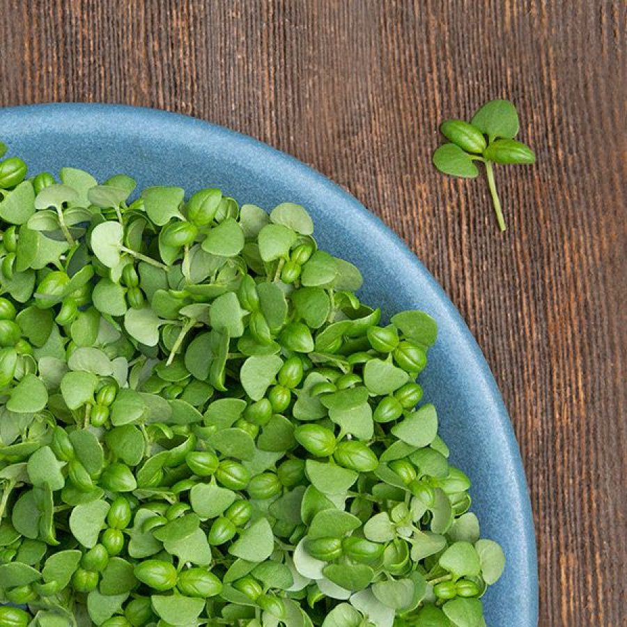 basil-microgreens---071621---06-_for-packet_-_web_