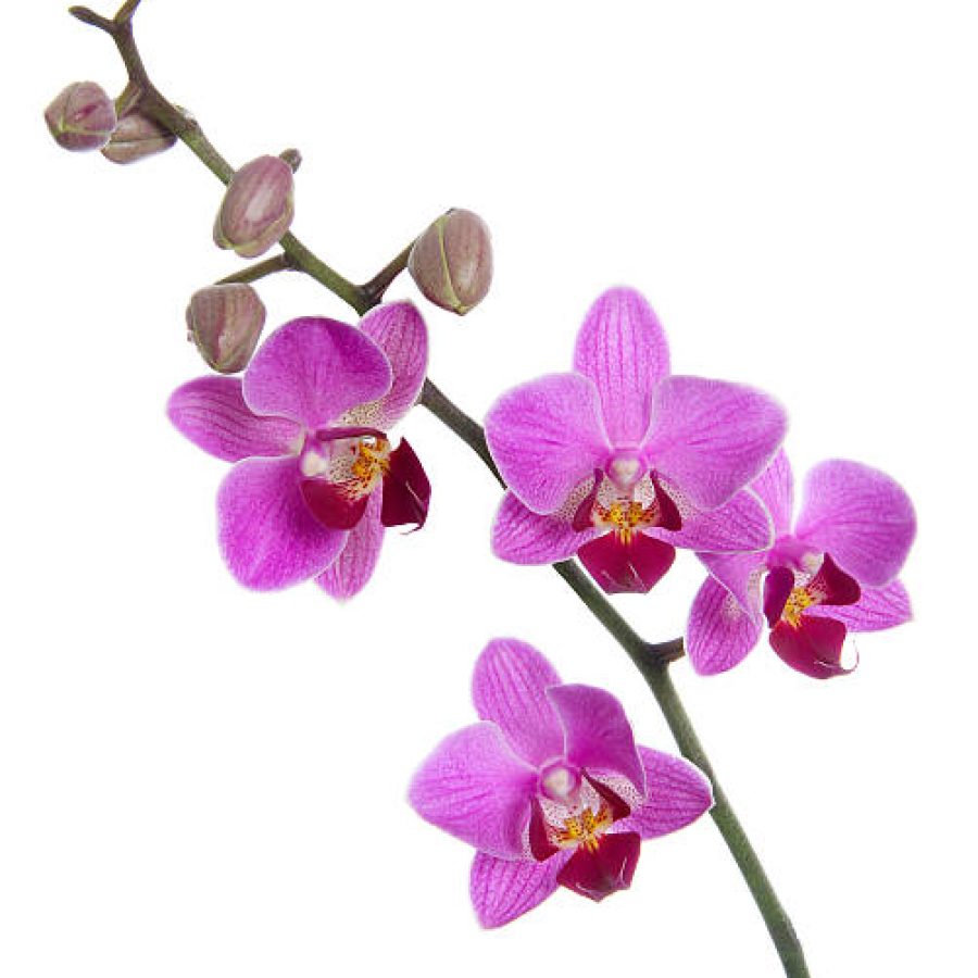 A beautyful phalaenopsis orchid in bloom with cocoons. Isolated