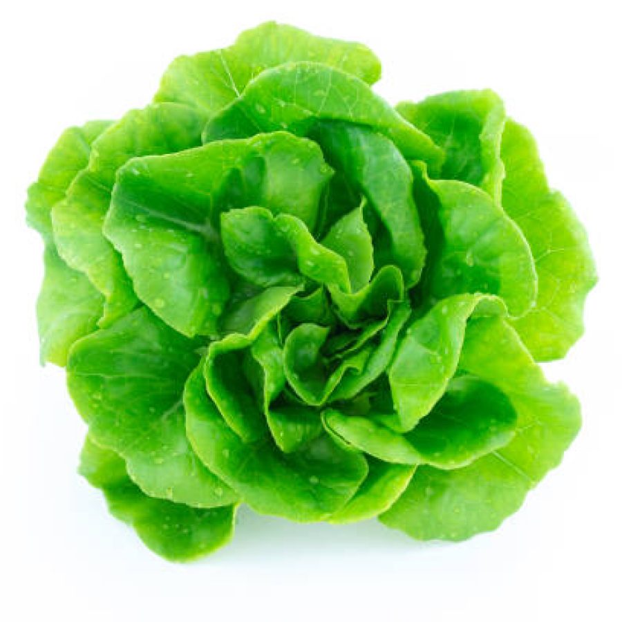 green butter lettuce vegetable or salad isolated on white back ground with clipping path