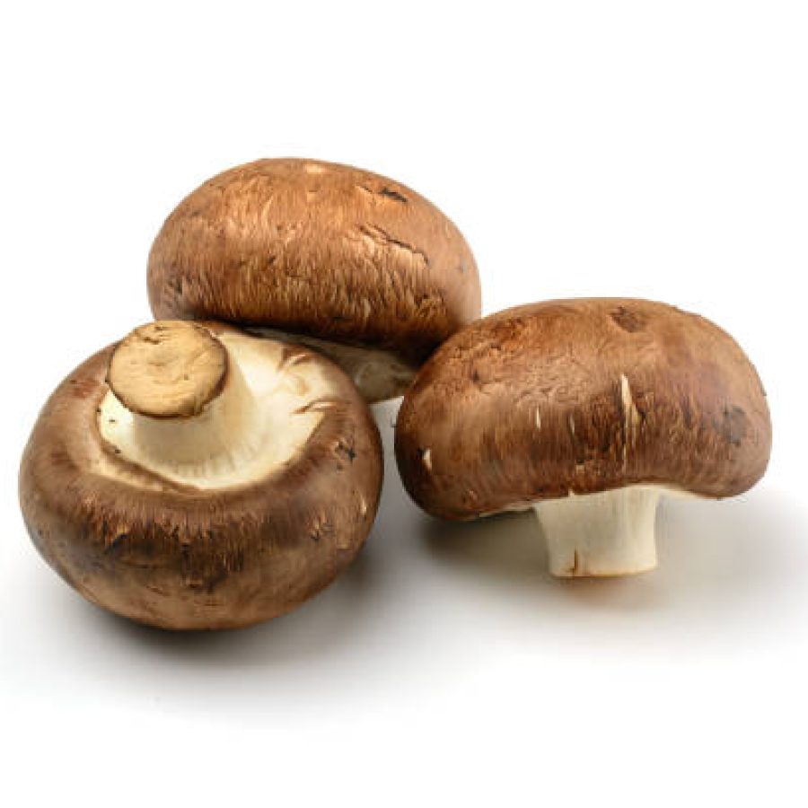 Champignon.Royal mushroom champignons, close-up, isolated on a white background. macro
