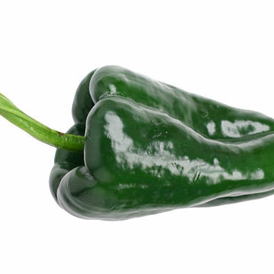 A fresh poblano chile pepper, isolated on white. Poblano peppers are large and not very hot (relatively speaking) and have thick walls which makes them great for stuffing.