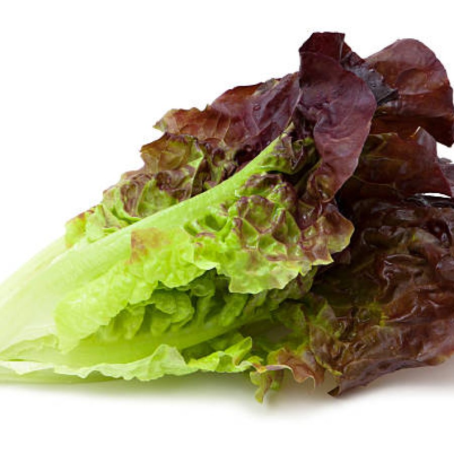 Red leaf lettuce isolated