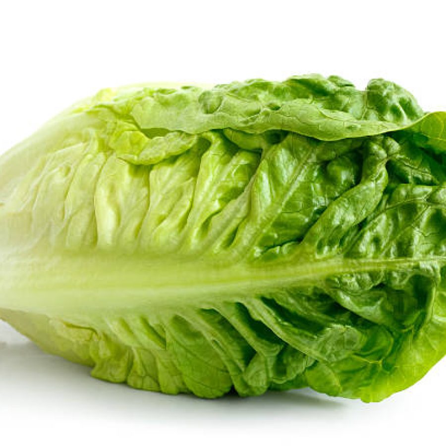 Single gem lettuce isolated on white background.