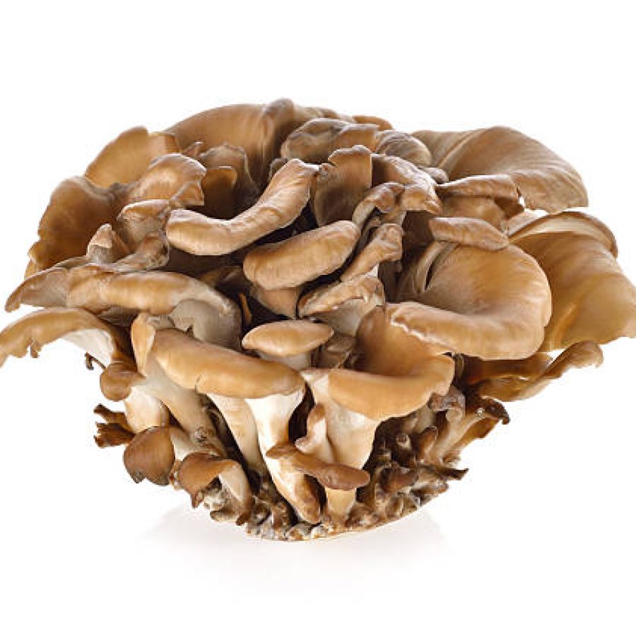 bunch of Maitake mushroom on white background