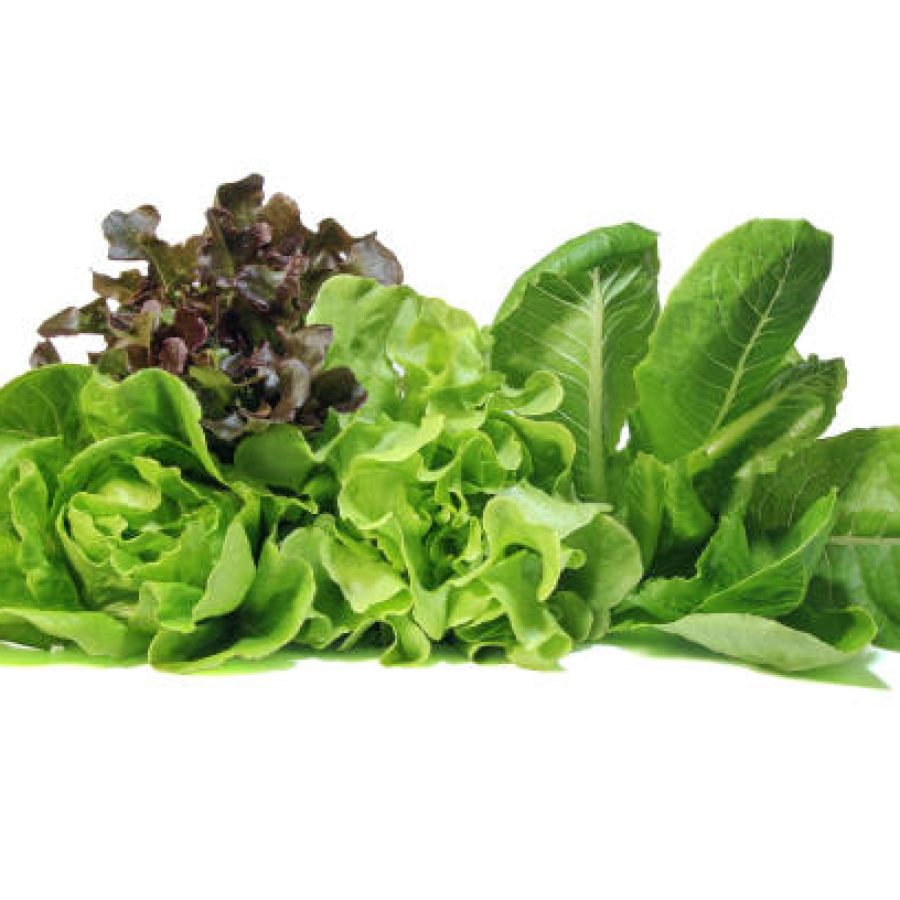 Fresh Romaine Lettuce , Cos Lettuce, Red and Green Oakleaf lettuce Vegetable salad isolated on white background.