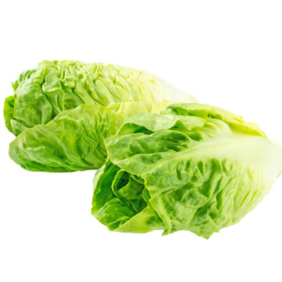 Two baby cos lettuce salad heads isolated on white