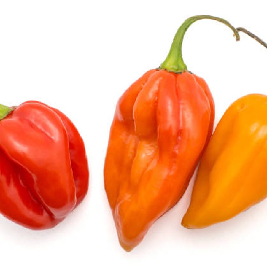 Three Habanero chili top view red yellow orange hot peppers isolated on white background